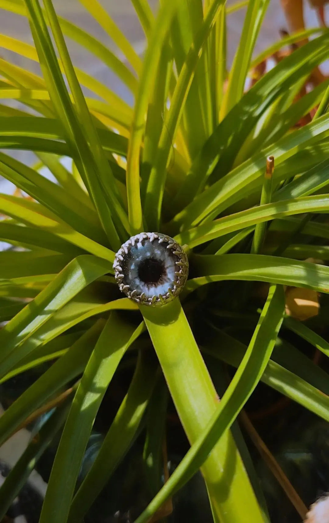 The Eye Ring - Book of Kissu