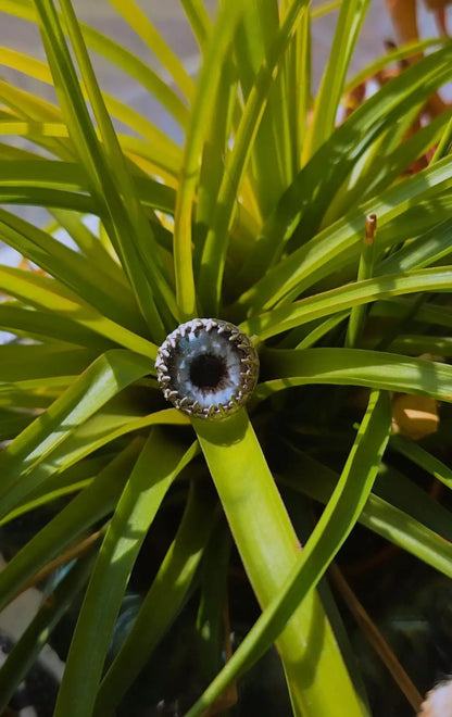 The Eye Ring - Book of Kissu